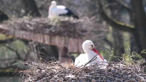 Beautiful White Storks Nature Background — Stock Video