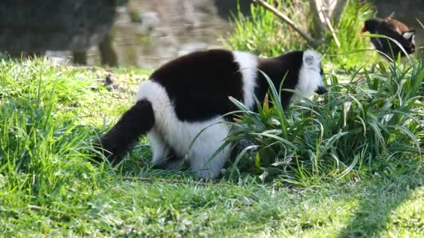 Schwarz Weißer Vari Lemur Park — Stockvideo