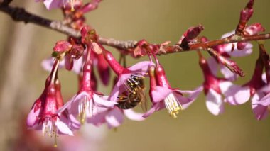 Bahçedeki güzel bahar çiçekleri ve arılar