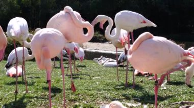Parkta bir flamingo sürüsü var.