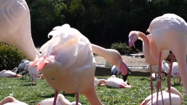 Parkta bir flamingo sürüsü var.
