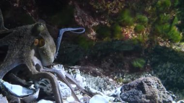 Güzel Octopus 'un su altı manzarası. Yaklaş.