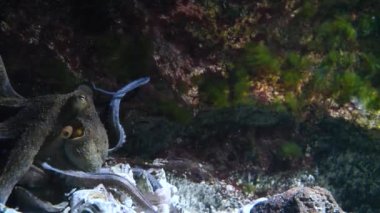 Güzel Octopus 'un su altı manzarası. Yaklaş.