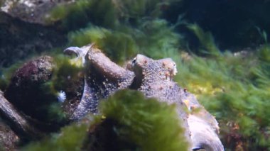 Güzel Octopus 'un su altı manzarası. Yaklaş.