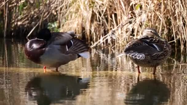 Malerischer Blick Auf Schöne Enten Der Natur — Stockvideo