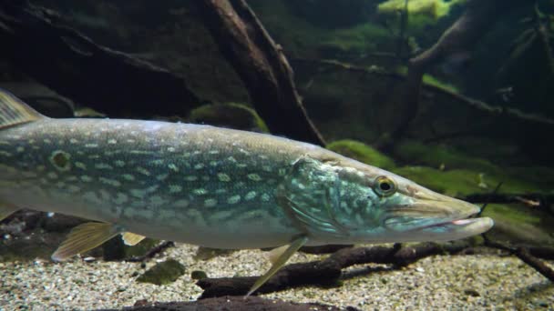 Peixe Pique Água Fundo Natureza — Vídeo de Stock