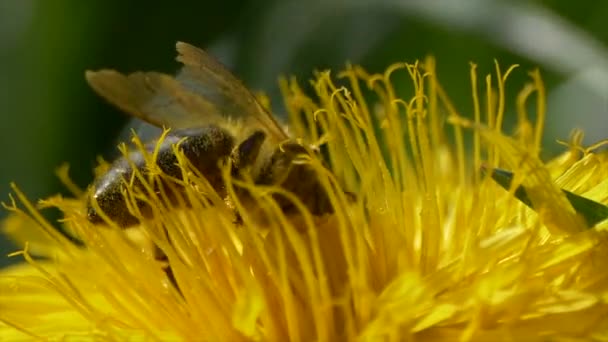 Bee Yellow Flower Nature Background — Wideo stockowe