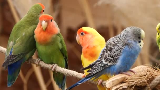 Closeup Beautiful Parrots Background — Stockvideo