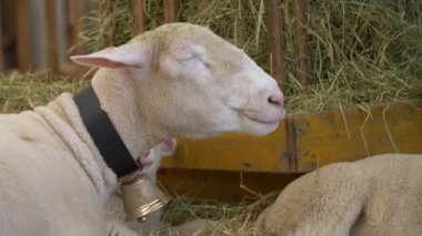Çiftlikteki şirin bir koyunun yakın plan fotoğrafı.