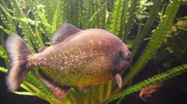  Tatlı su akvaryumunda kırmızı pirana (kırmızı karınlı pirana)