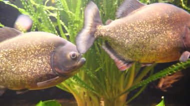  Red piranha (Red-bellied piranha) in freshwater aquarium