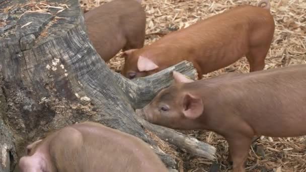 Χαριτωμένα Γουρούνια Στο Αγρόκτημα Στο Παρασκήνιο — Αρχείο Βίντεο