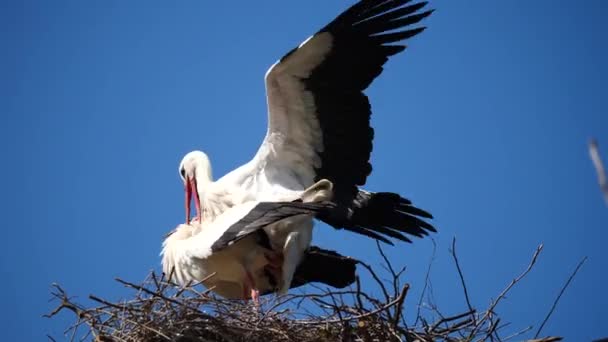 Couple White Storks Ciconia Ciconia Mating Nest — Stockvideo