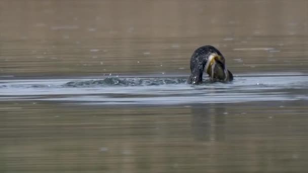 Great Cormorant Phalacrocorax Carbo Known Black Shag River — ストック動画