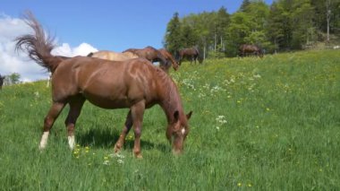 Atlar yeşil alanda otluyor.