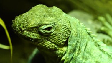 Yeşil iguana yakın çekim
