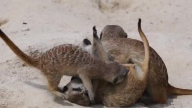 Meerkat (suricata suricata) ailesi doğada