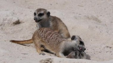 Meerkat (suricata suricata) ailesi doğada