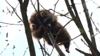 Ağaç dallarında vahşi bir hayvan