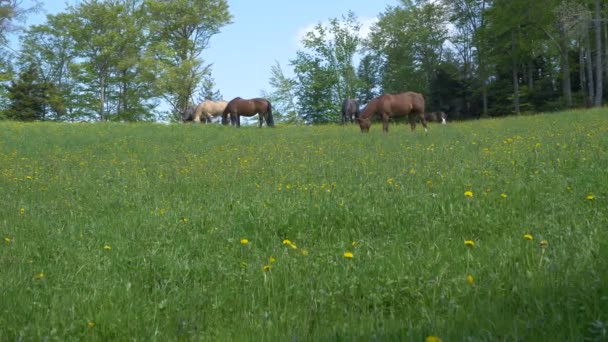 Horses Grazing Green Field — Stockvideo