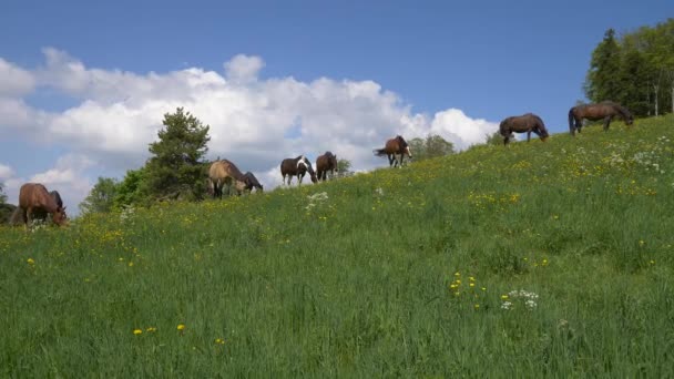 Cavalli Pascolo Nel Campo Verde — Video Stock