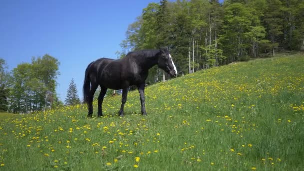 Cavallo Pascolo Nel Campo Verde — Video Stock
