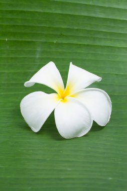 Plumeria çiçekler