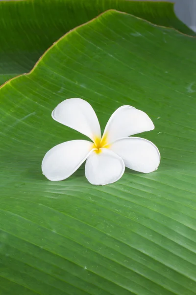 Fiori di Plumeria — Foto Stock