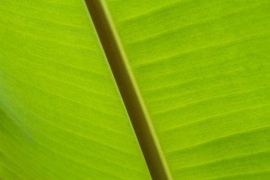 muz taze yeşil yaprak