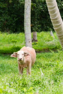 Beyaz albino Tay buffalo