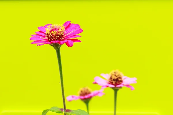 Zinnia blomma — Stockfoto