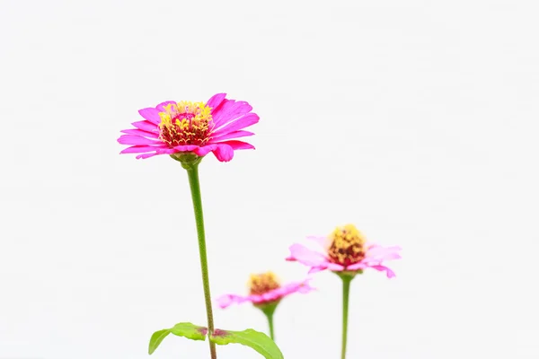 Zinnia blomma — Stockfoto