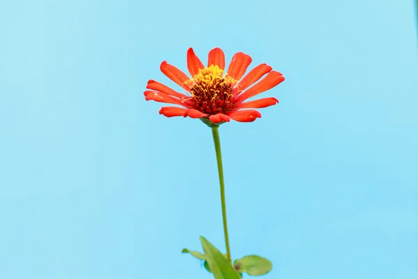 Zinnia blomma — Stockfoto