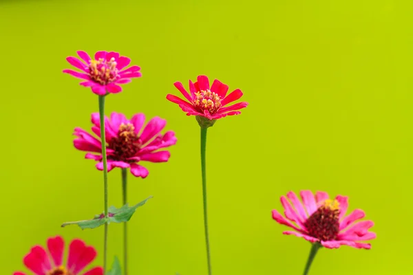 Zinnia blomma — Stockfoto