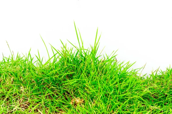 Green grass — Stock Photo, Image