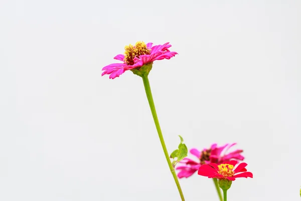 Zinnia blomma — Stockfoto