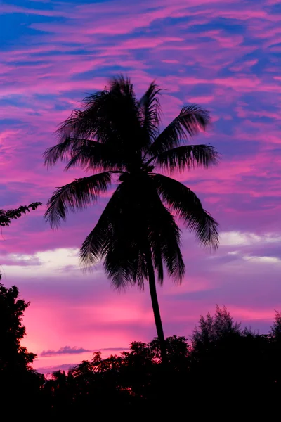 Silhouette coconut on sunset — Stock Photo, Image