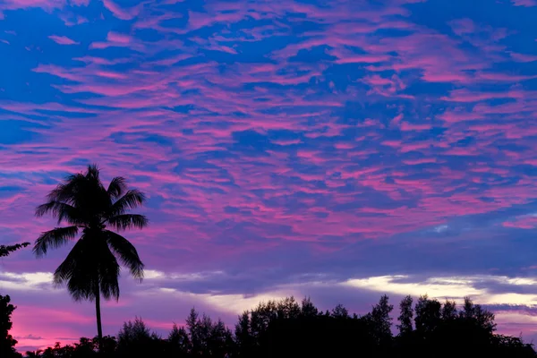 Silhouette coconut on sunset — Stock Photo, Image