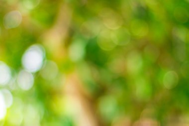 dairesel yeşil bokeh