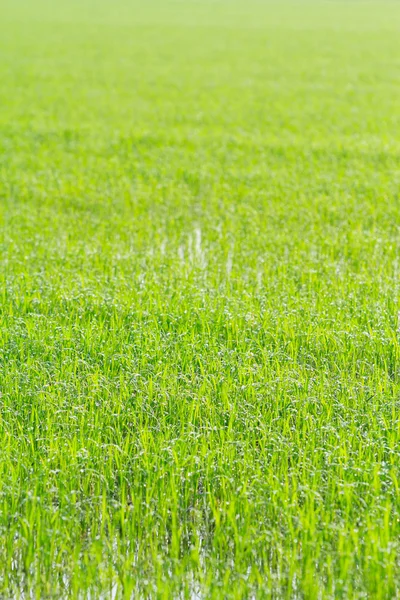 Campo de arroz verde — Fotografia de Stock