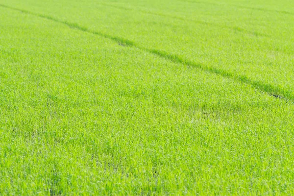 Campo de arroz verde — Fotografia de Stock