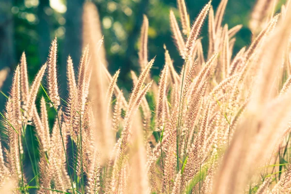 White reeds field — Stock Photo, Image