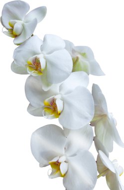 Beyaz Orkide izole