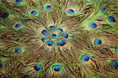 Tavus kuşu doku arka plan