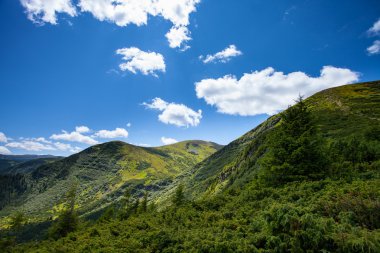 Orman ve ağaçlarla kaplı dağ manzarası