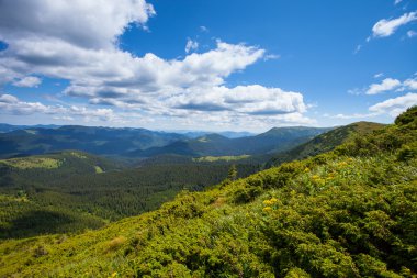 Orman ve ağaçlarla kaplı dağ manzarası