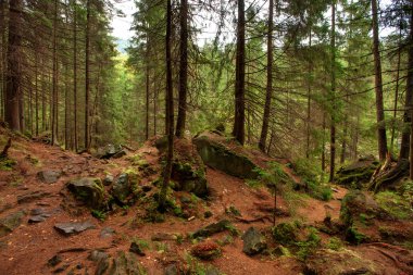 Orman ve ağaçlarla kaplı dağ manzarası