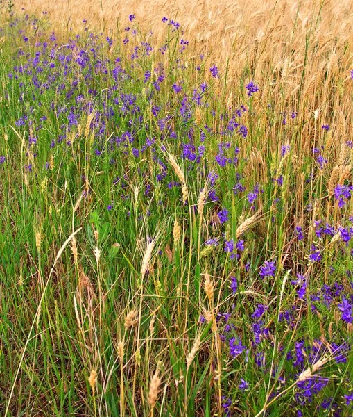 Wheat field — Stock Photo, Image