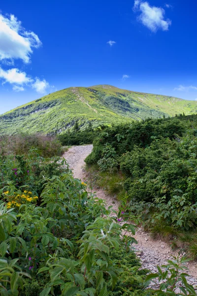 Paysage de montagne avec forêt et arbres — Photo