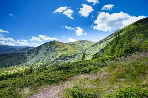 Paisagem montanhosa com floresta e árvores — Fotografia de Stock